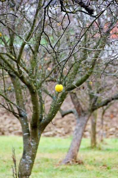 Mela Gialla Solitaria Albero Senza Foglie Inverno — Foto Stock