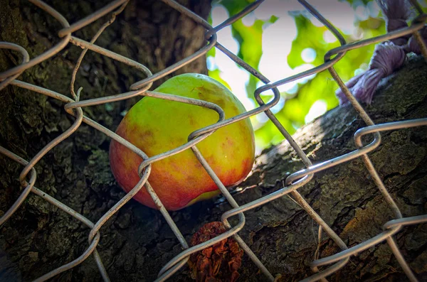 Apfel Liegt Einer Astgabel Eines Baumes Hinter Metallgitterzaun — Stockfoto