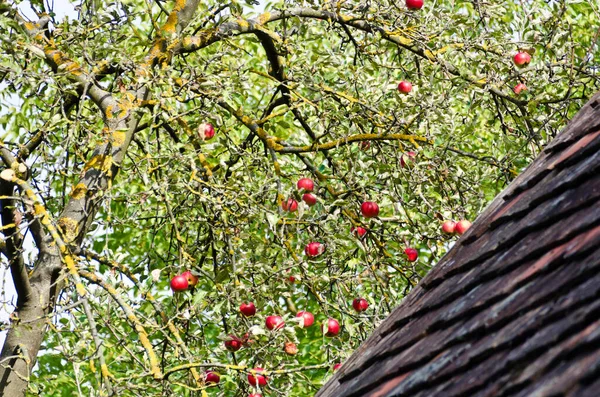 Głowa Drzewa Żółtymi Porostami Dojrzałymi Czerwonymi Jabłkami — Zdjęcie stockowe