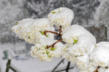 Kar fırtınasında taze kar altında kiraz çiçekleri.