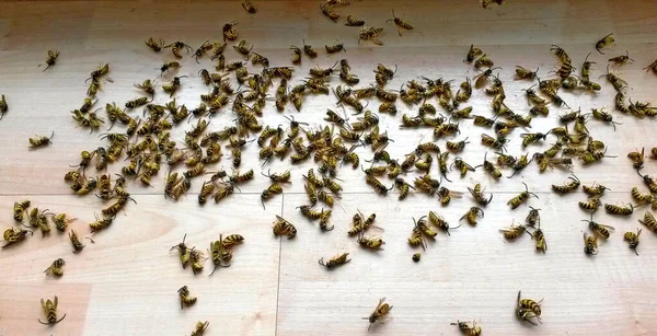 Zwerm Dode Wespen Een Houten Vloer — Stockfoto