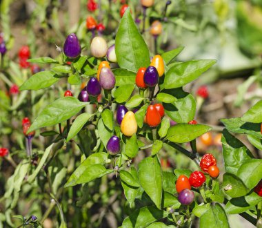 Bir biber bitkisinin renkli meyveleri 