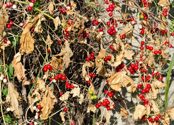 Rote Beerenfrüchte Auf Einem Schlaffen Efeu Herbst — Stockfoto