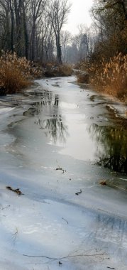 Avusturya 'nın Tulln kentindeki nehir ormanlarında kısmen donmuş su sahası