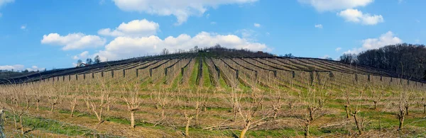 Panoramic View Fruit Plantation Black Protective Nets Hill Southern Burgenland — Stock Photo, Image