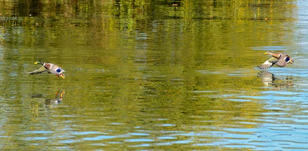 Dois Patos Selvagens Aproximação Aterrissagem Acima Superfície Água Uma Lagoa — Fotografia de Stock