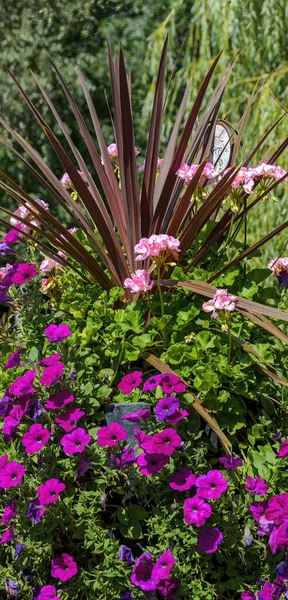 Arreglo Con Plantas Florecientes Jardín Ornamental Verano —  Fotos de Stock
