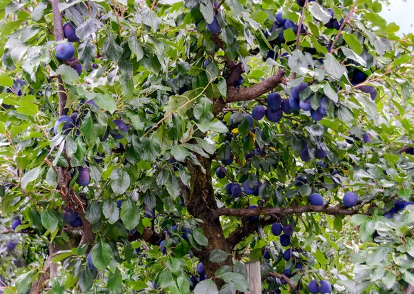 Krone Eines Baumes Der Eine Gute Ernte Blauer Pflaumen Hervorbringt — Stockfoto