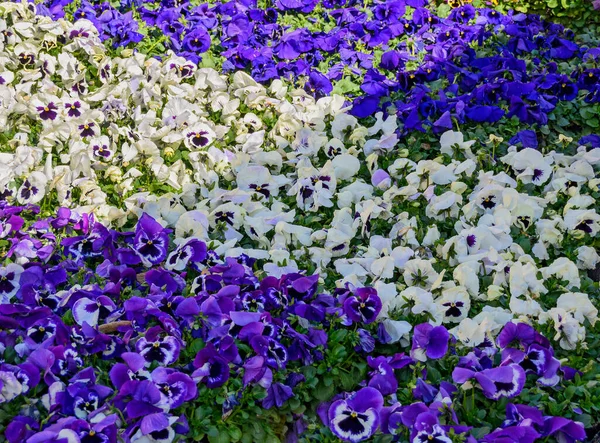 Pansies Florecientes Blancas Violetas Jardín Mercado Que Cubre Suelo —  Fotos de Stock