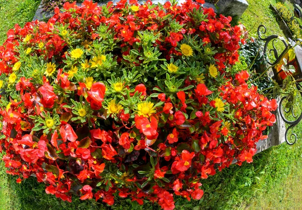 Exuberante Decoración Flores Los Colores Estatales Federales Rojo Amarillo Una —  Fotos de Stock