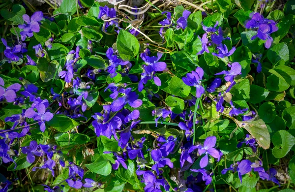 Violettes Luxuriantes Soleil Sur Sol Forestier Forêt Riveraine Tulln Printemps — Photo