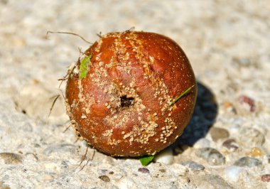 Çürük kahverengi elma ile mantar büyümesi eski beton üzerinde