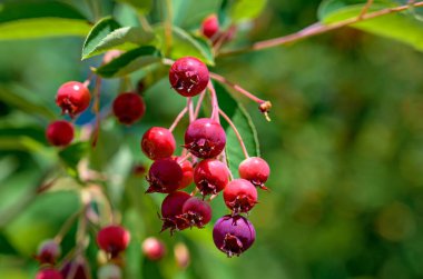 Near view of small red fruits of an Amelanchier shrub in sunshine clipart
