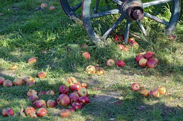 Kolorowe Częściowo Zgniłe Jabłka Spadające Drzewa Leżącego Zielonej Trawie Przed — Zdjęcie stockowe