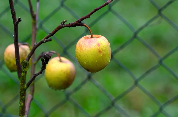 Nasser Apfel Auf Einem Ast Vor Einem Drahtgeflecht Herbst — Stockfoto