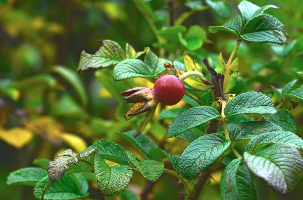 Owoce Liście Żywopłotu Róża Jesienią — Zdjęcie stockowe