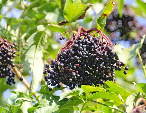 Dojrzałe Owoce Czarnego Krzewu Czarnego Czarnego Czarnego Bzu Europejskiego — Zdjęcie stockowe