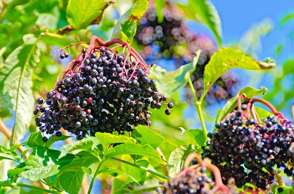 Dojrzałe Czarne Owoce Krzewie Starszym Słońcu — Zdjęcie stockowe