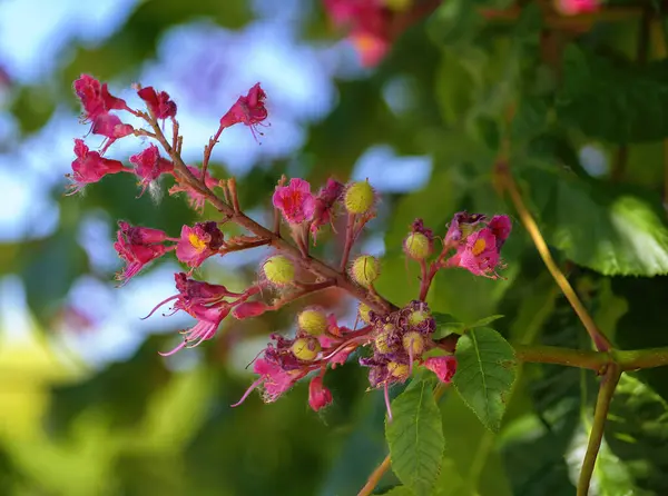 Florescência Vermelha Uma Árvore Castanha Cavalo Com Pequenos Frutos Esféricos — Fotografia de Stock