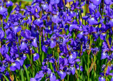 Gün ışığında mavi ejderha çiçekleri.