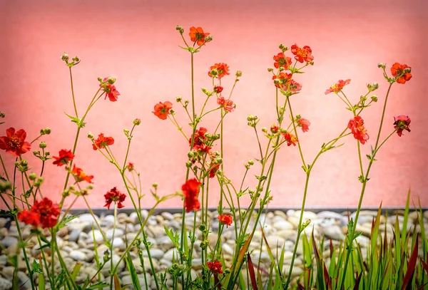Plantas Con Flores Rojas Frente Una Pared Rosa Jardín Ornamental —  Fotos de Stock