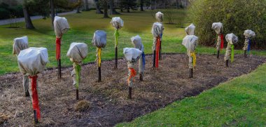 Avusturya 'nın Viyana yakınlarındaki küçük Baden kasabasındaki Rosarium' da soğuktan korunmak için jüt çuvallarıyla kaplı güller.