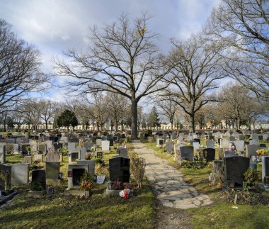 Avusturya 'nın güneşli bir kış gününde Viyana Merkez Mezarlığı' nda mezar taşları ve yapraksız ağaçlarla dolu bir sıra mezar.