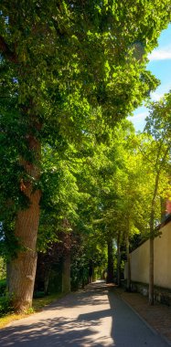 Avusturya, Viyana yakınlarındaki Baden 'deki Doblhoff parkında büyük ağaçlarla dolu bir sokak.