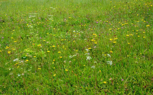 Blühende Wiese Auf Einer Alm Der Steiermark Österreich — Stockfoto