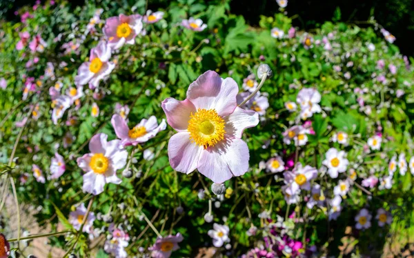 Suave Flor Color Lila Una Anémona Otoñal Luz Del Sol —  Fotos de Stock