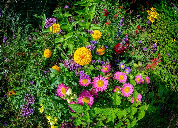 Cama Flores Con Flores Colores Sol Verano —  Fotos de Stock