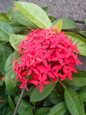 Fotoğraf doğa bitki çiçek kırmızı