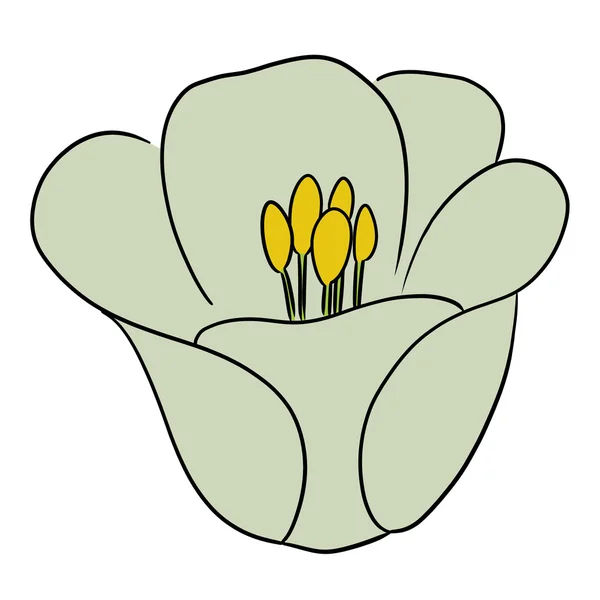 Vector kunst bloem cartoon tulip bleke — Stockvector