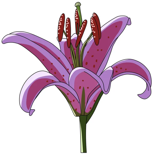 Lírio de flor arte vetorial roxo — Vetor de Stock