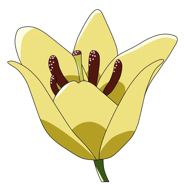 Vector kunst bloem tulip geel — Stockvector