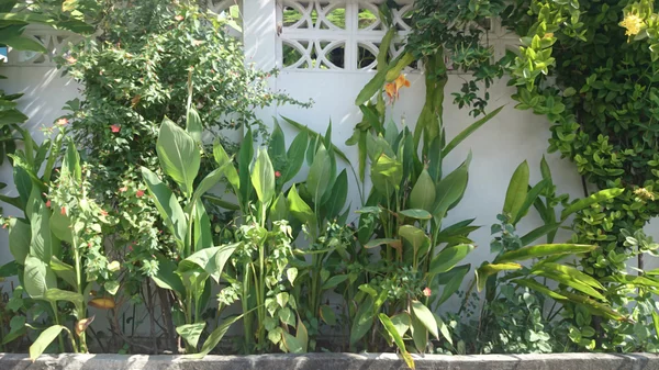 Πράσινο φυτό λευκό τοίχο — Φωτογραφία Αρχείου