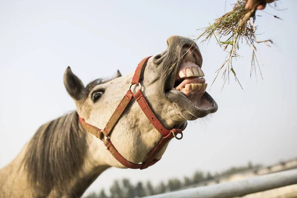 干し草を食べて馬のクローズ アップ — ストック写真