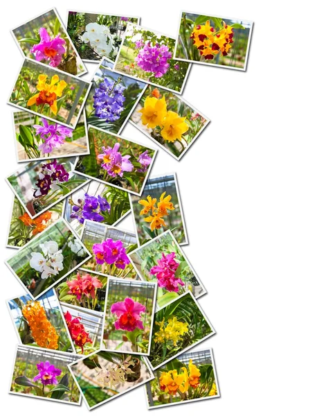Stos zdjęć storczyków — Zdjęcie stockowe