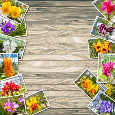 Yığın fotoğraf orkide