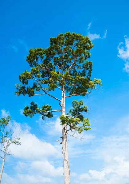 Geïsoleerde boom — Stockfoto