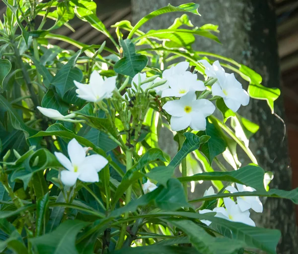 Białe Plumeria Pudica — Zdjęcie stockowe