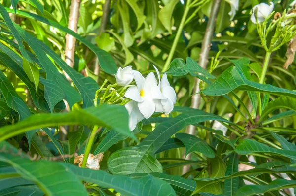 Fehér Plumeria Farkas Ferencné — Stock Fotó