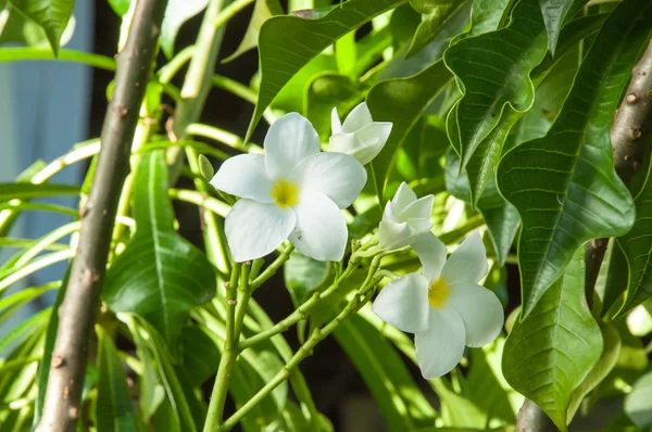 Plumeria bianca Pudica — Foto Stock