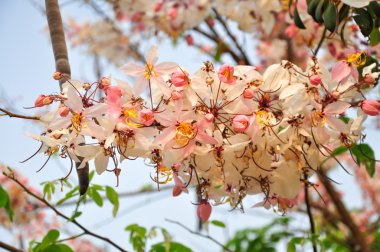 Bakeriana, pembe duş çiçeği, Cassia javanica, isteyen ağaç