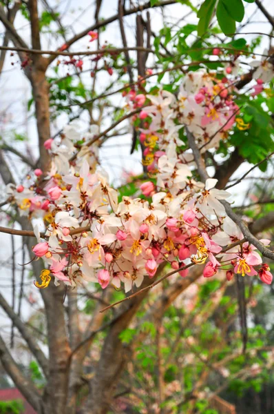 Bakeriana, Pink shower blossom, Cassia javanica, Wishing tree — Stock Photo, Image