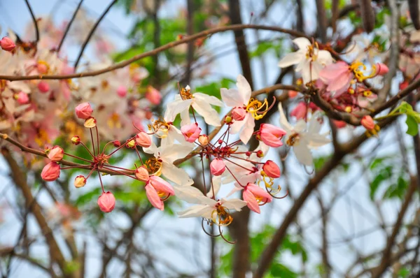 Bakeriana, Pink shower bbsom, Cassia javanica, Wishing tree — стоковое фото