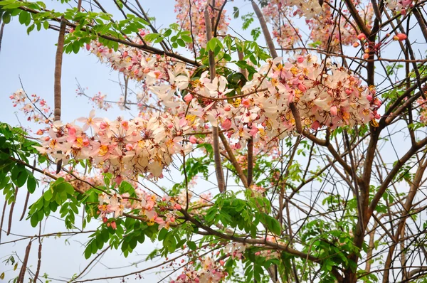 Bakeriana, Flor de chuveiro rosa, Cassia javanica, Árvore de desejos — Fotografia de Stock