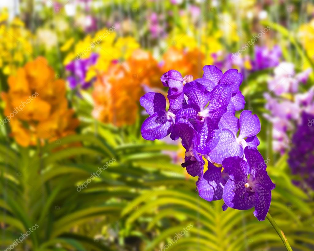 Fotos de Flor de orquídea vanda azul, Imagens de Flor de orquídea vanda azul  sem royalties | Depositphotos