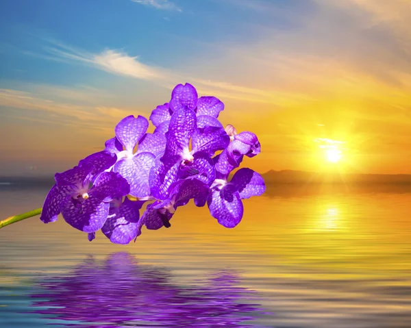 บลู แวนด้า coerulea Orchid — ภาพถ่ายสต็อก