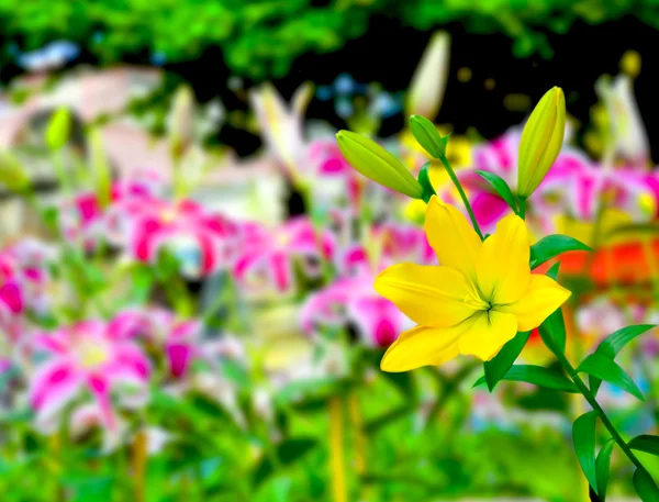 Lírio amarelo colorido — Fotografia de Stock